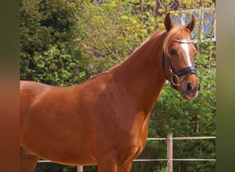 Cruzado, Castrone, 5 Anni, 146 cm, Sauro