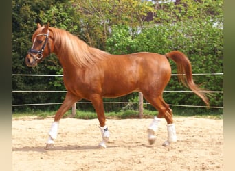 Cruzado, Castrone, 5 Anni, 146 cm, Sauro
