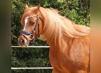 Cruzado, Castrone, 5 Anni, 146 cm, Sauro