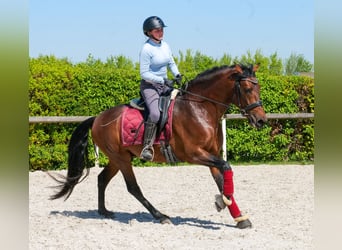 Cruzado, Castrone, 5 Anni, 150 cm, Baio