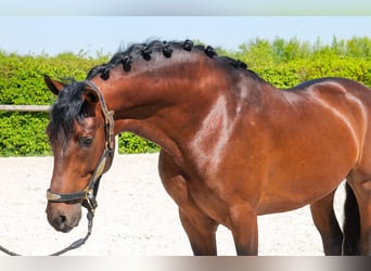 Cruzado, Castrone, 5 Anni, 150 cm, Baio