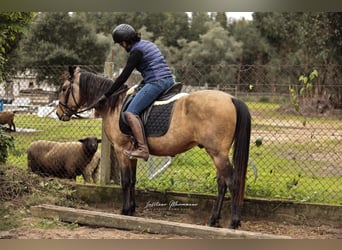 Cruzado, Castrone, 5 Anni, 150 cm, Pelle di daino