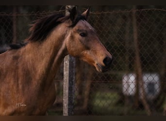 Cruzado, Castrone, 5 Anni, 150 cm, Pelle di daino