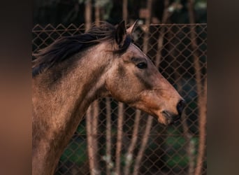 Cruzado, Castrone, 5 Anni, 150 cm, Pelle di daino