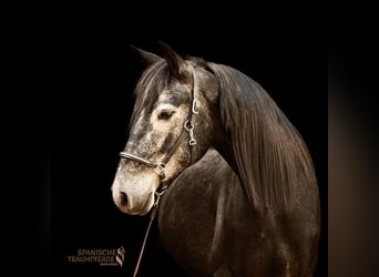 Cruzado Mix, Castrone, 5 Anni, 154 cm, Grigio ferro