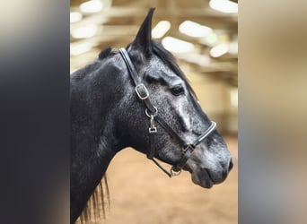 Cruzado Mix, Castrone, 5 Anni, 154 cm, Grigio ferro