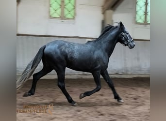 Cruzado Mix, Castrone, 5 Anni, 154 cm, Grigio ferro