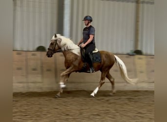 Cruzado, Castrone, 5 Anni, 157 cm, Palomino