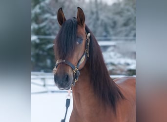 Cruzado, Castrone, 5 Anni, 158 cm, Baio