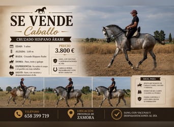Cruzado, Castrone, 5 Anni, 160 cm, Grigio