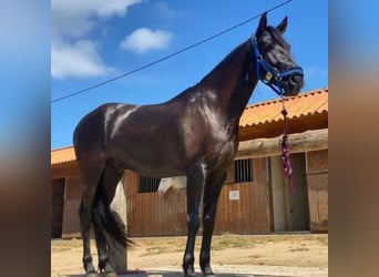 Cruzado, Castrone, 5 Anni, 163 cm, Morello