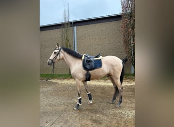 Cruzado, Castrone, 5 Anni, 165 cm, Cremello