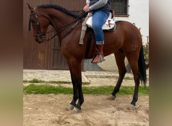 Cruzado, Castrone, 5 Anni, 168 cm, Baio