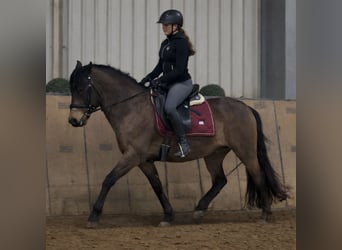Cruzado, Castrone, 6 Anni, 148 cm, Falbo