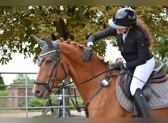 Cruzado Mix, Castrone, 6 Anni, 156 cm, Sauro