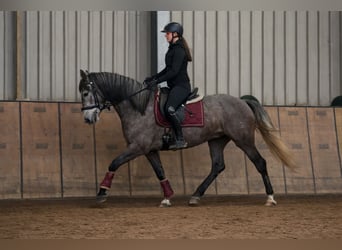 Cruzado, Castrone, 6 Anni, 158 cm, Grigio