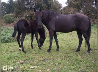 Cruzado, Castrone, 6 Anni, 165 cm, Baio nero