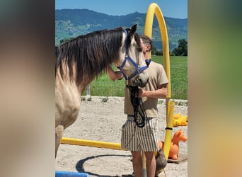 Cruzado Mix, Castrone, 6 Anni, 174 cm, Falbo