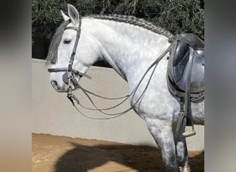 Cruzado, Castrone, 7 Anni, 158 cm, Grigio