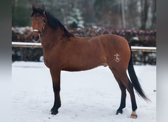 Cruzado, Castrone, 7 Anni, 160 cm, Baio