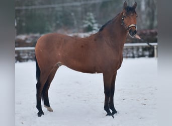 Cruzado, Castrone, 7 Anni, 160 cm, Baio