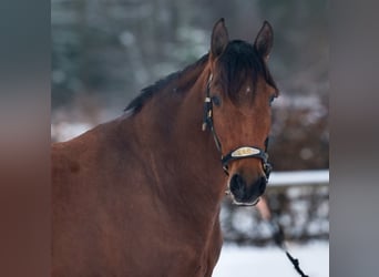 Cruzado, Castrone, 7 Anni, 160 cm, Baio