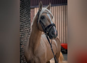 Cruzado Mix, Castrone, 7 Anni, 162 cm, Palomino