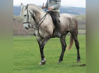 Cruzado, Castrone, 7 Anni, 175 cm, Grigio