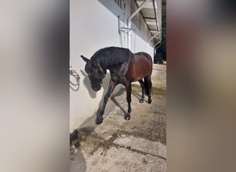 Cruzado, Castrone, 8 Anni, 157 cm, Morello