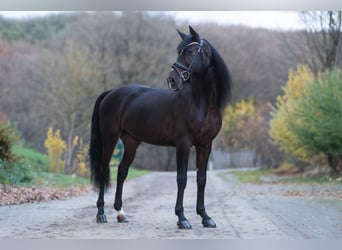 Cruzado, Castrone, 8 Anni, 162 cm, Baio scuro