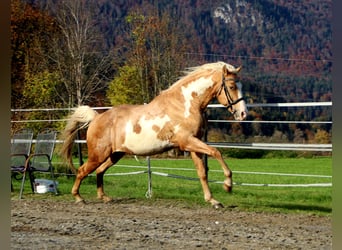 Cruzado, Castrone, 9 Anni, 155 cm, Overo-tutti i colori