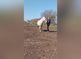 Cruzado, Castrone, 9 Anni, 156 cm, Pelle di daino