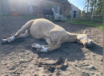 Cruzado, Castrone, 9 Anni, 156 cm, Pelle di daino