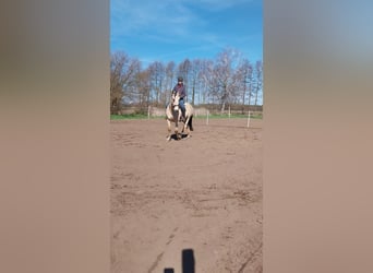 Cruzado, Castrone, 9 Anni, 156 cm, Pelle di daino