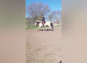 Cruzado, Castrone, 9 Anni, 156 cm, Pelle di daino
