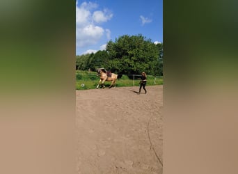 Cruzado, Castrone, 9 Anni, 156 cm, Pelle di daino
