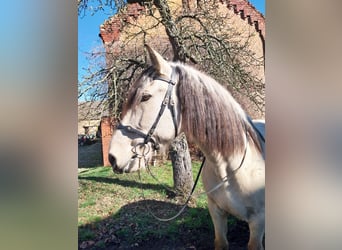 Cruzado, Castrone, 9 Anni, 156 cm, Pelle di daino