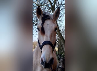 Cruzado, Castrone, 9 Anni, 156 cm, Pelle di daino