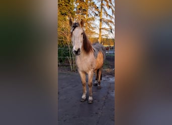 Cruzado, Castrone, 9 Anni, 156 cm, Pelle di daino
