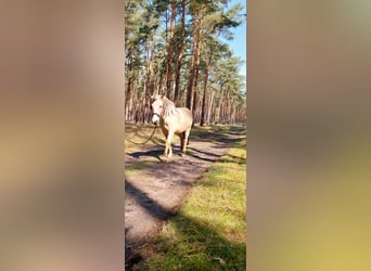 Cruzado, Castrone, 9 Anni, 156 cm, Pelle di daino