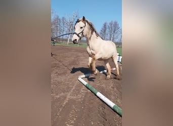 Cruzado, Castrone, 9 Anni, 156 cm, Pelle di daino