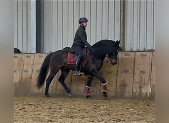 Cruzado, Castrone, 9 Anni, 158 cm, Baio scuro
