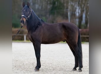 Cruzado, Castrone, 9 Anni, 158 cm, Baio scuro