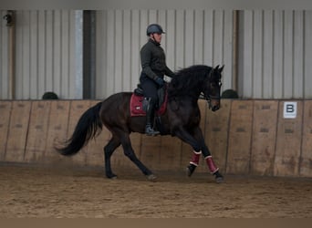 Cruzado, Castrone, 9 Anni, 158 cm, Baio scuro
