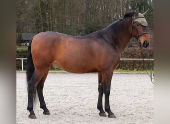 Cruzado, Castrone, 9 Anni, 163 cm, Baio
