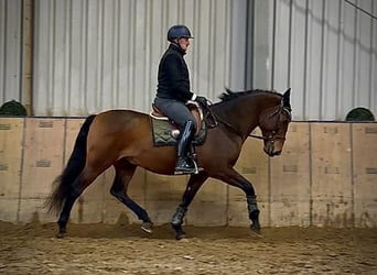 Cruzado, Castrone, 9 Anni, 163 cm, Baio