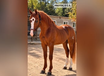 Cruzado, Étalon, 15 Ans, 166 cm, Alezan