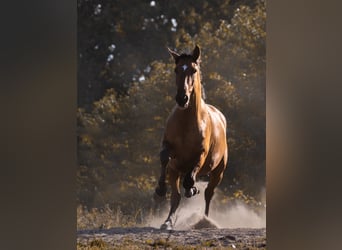 Cruzado, Étalon, 3 Ans, 157 cm