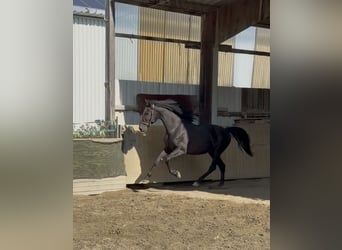 Cruzado, Étalon, 4 Ans, 164 cm, Noir