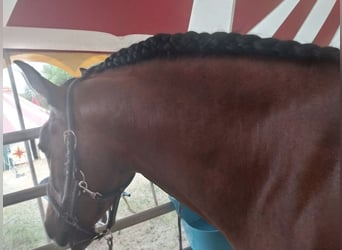 Cruzado, Étalon, 6 Ans, 160 cm, Bai